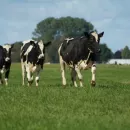 Хакасские фермеры переходят на мясное направление из-за неудобства производства молока