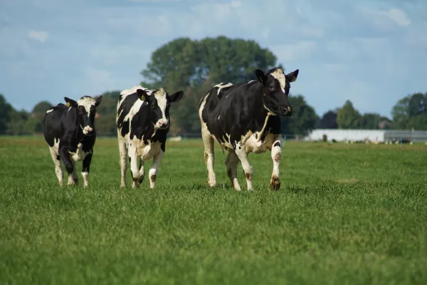 Хакасские фермеры переходят на мясное направление из-за неудобства производства молока